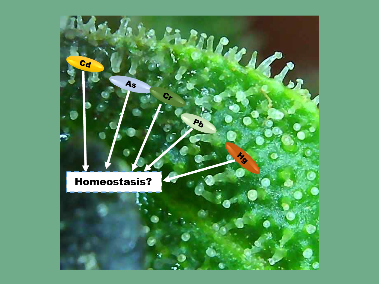 Image showing trichomes of cannabis plant