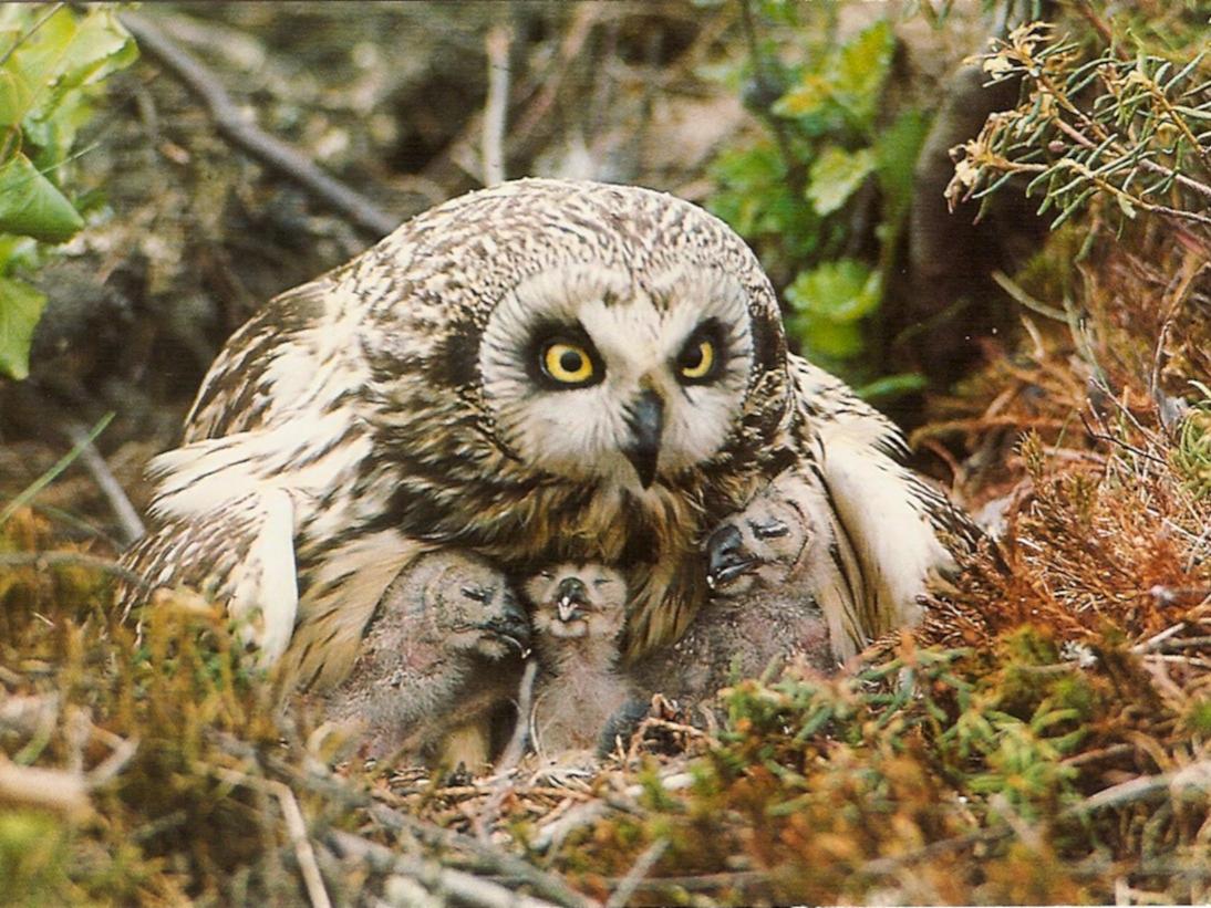 rare bird