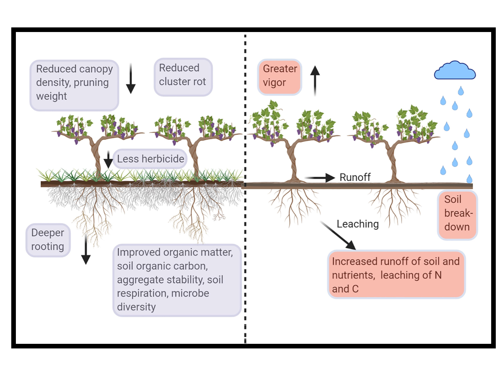 A graphic representing the different kinds of under-vine vegetation.