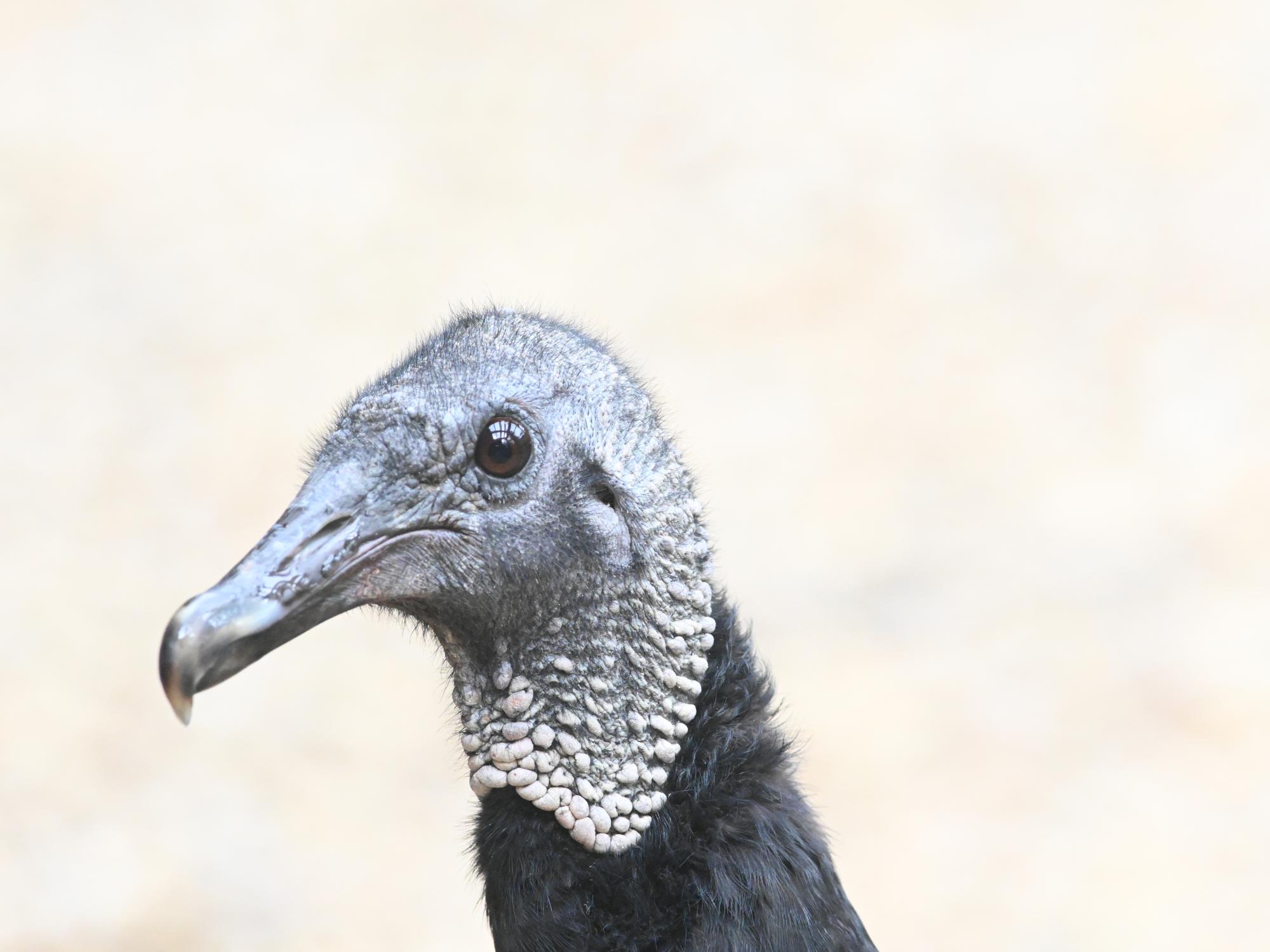 Matilda, a black vulture