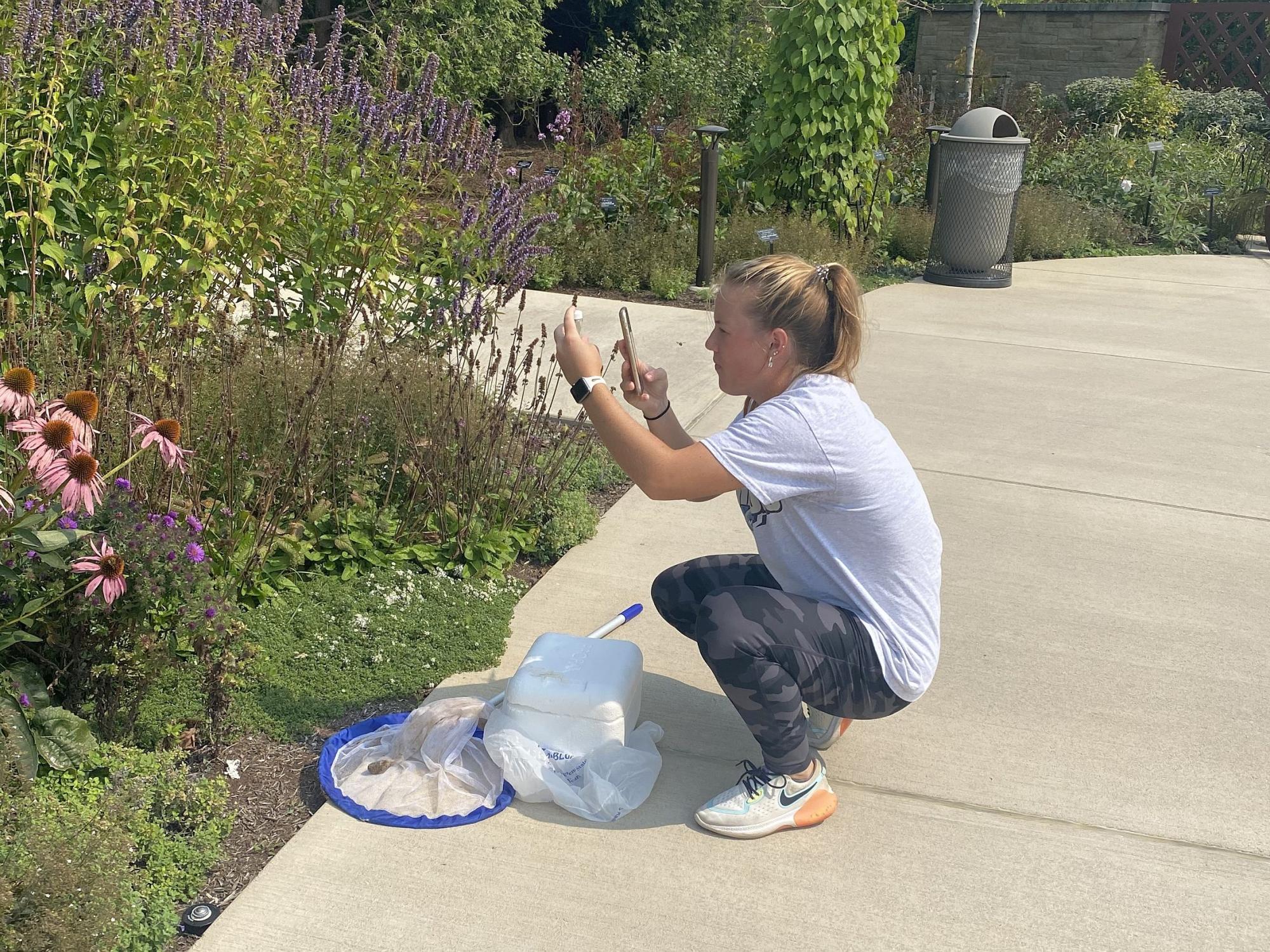 SFU student Jordan Pietrzykoski gathers bee specimens in The Arboretum at Penn State