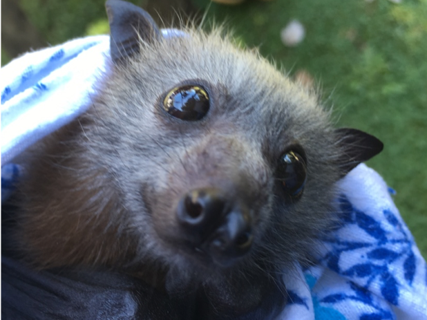 Grey-headed flying fox at the Tolga Bat Hospital