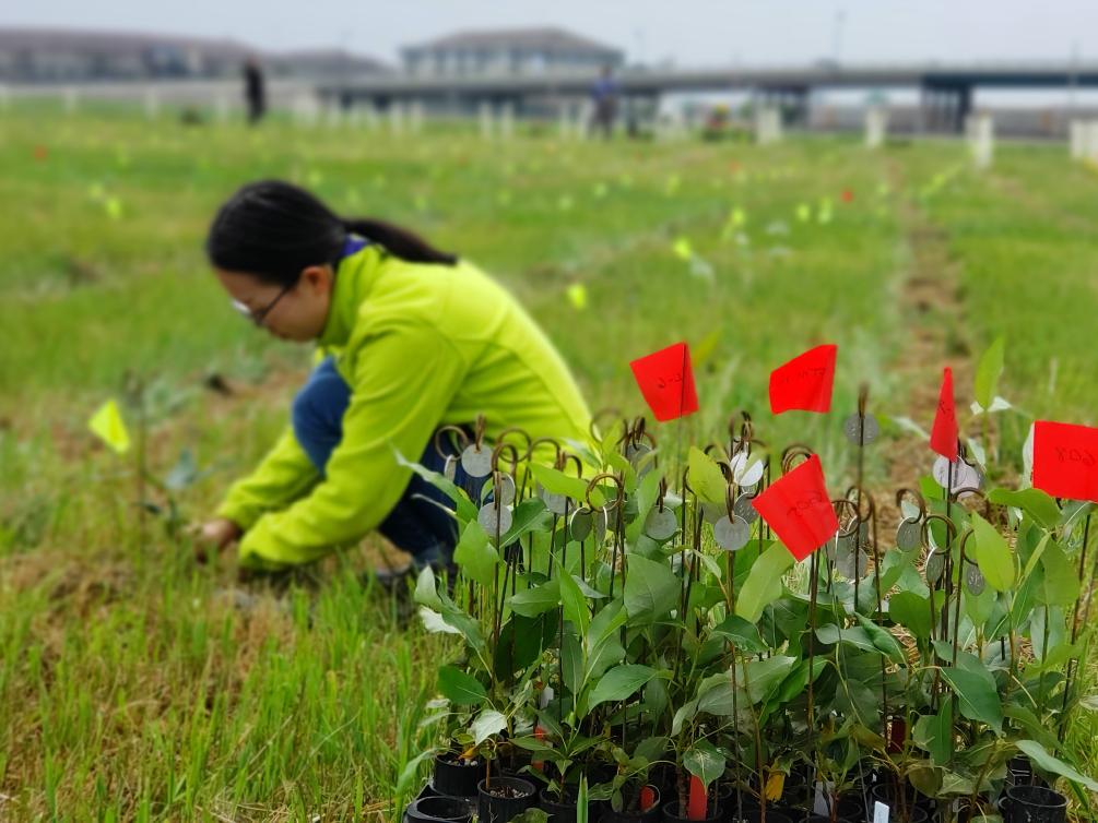 student planting