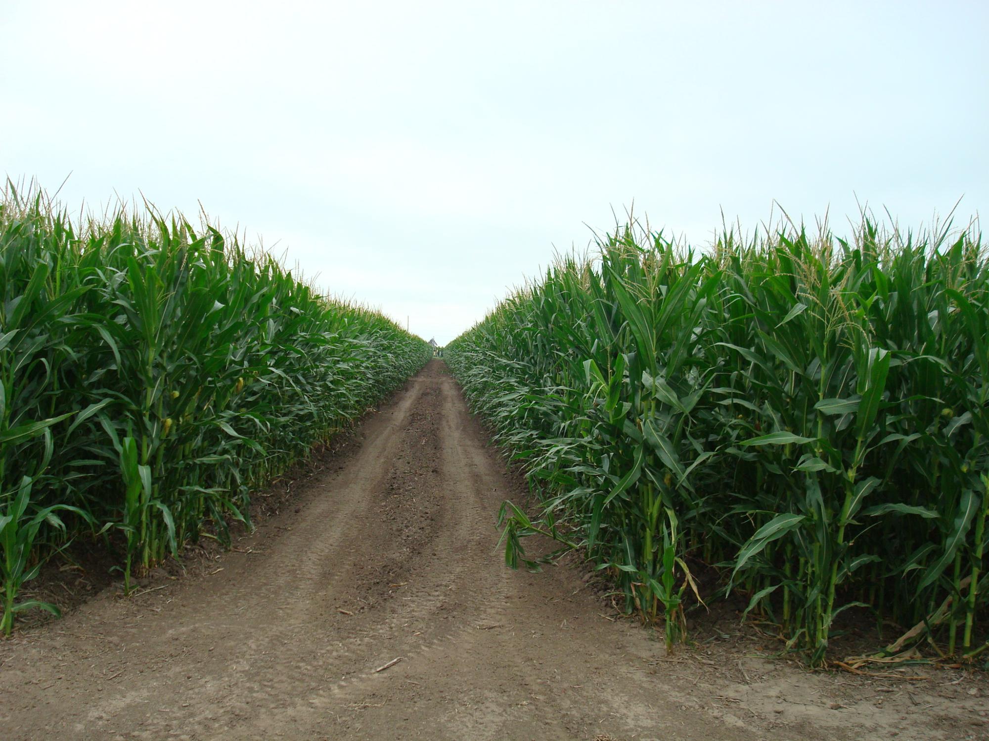 corny road