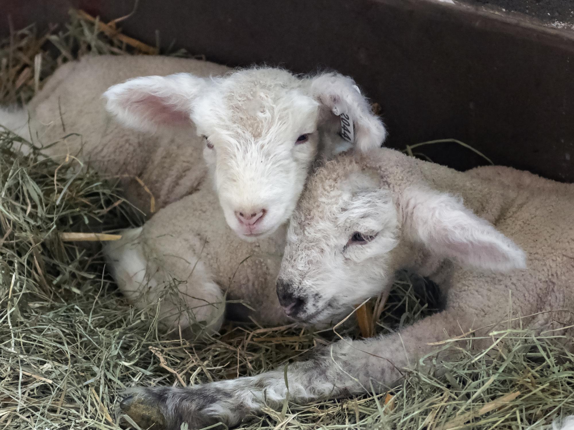 two day old lambs at Penn State