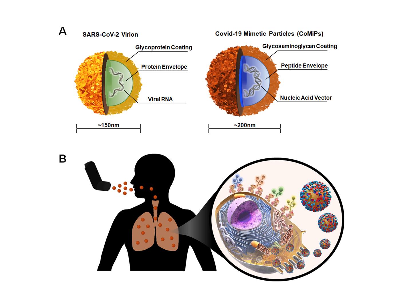 Illustration of SARS-CoV-2 virion and inhalable vaccine entering lungs