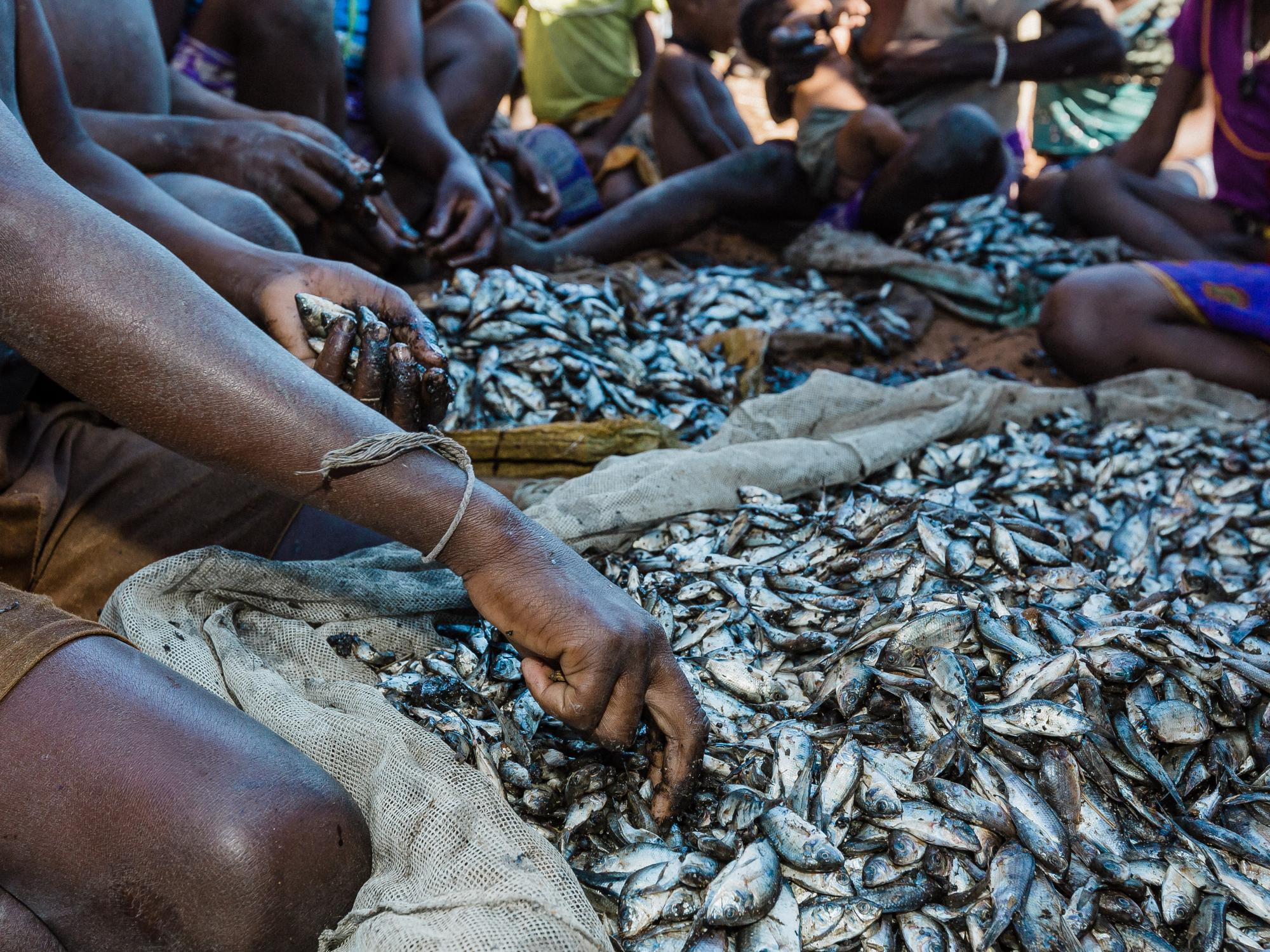 People seated dividing a large catch of fish