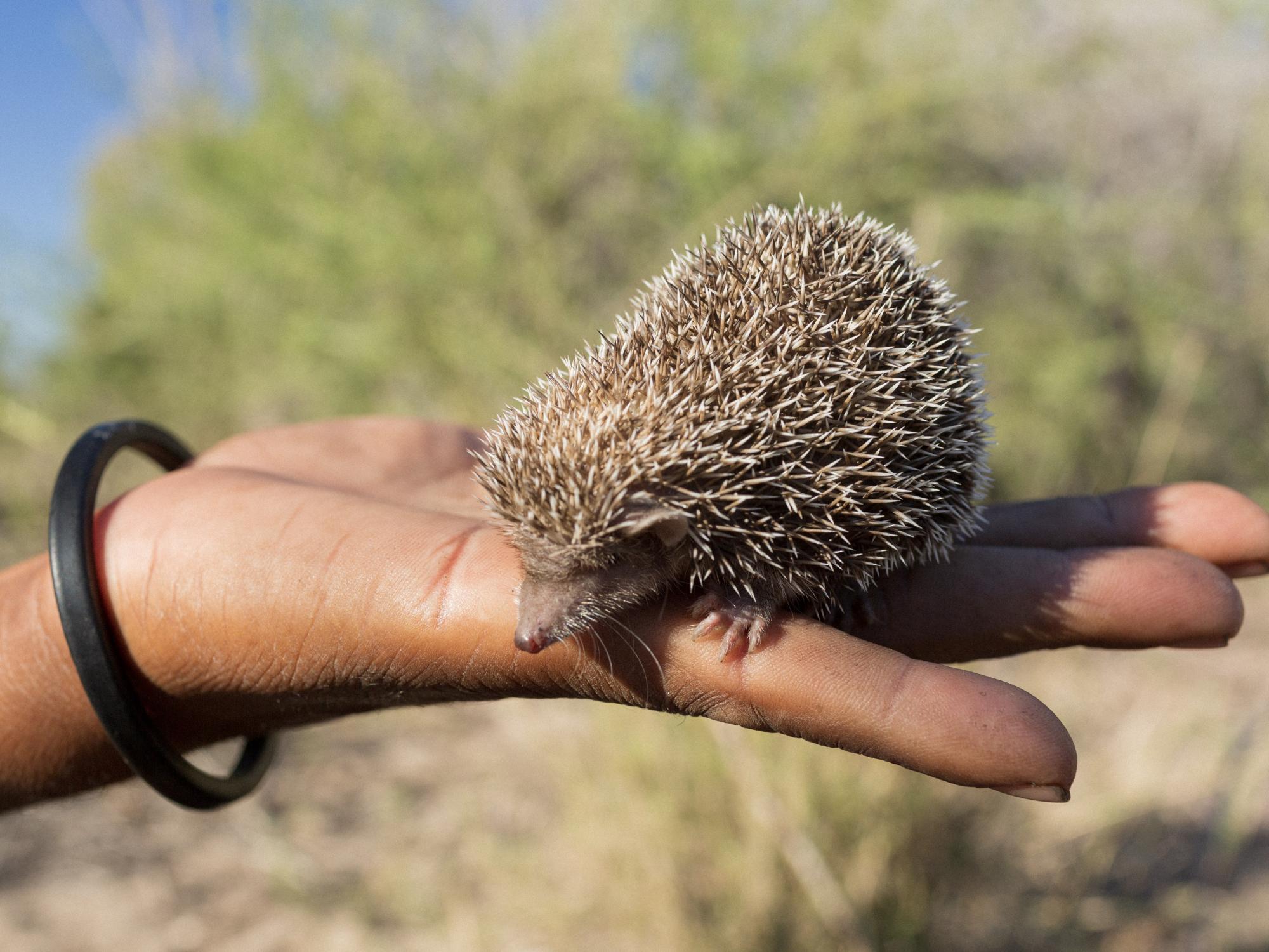 open hand holding a small porcupine