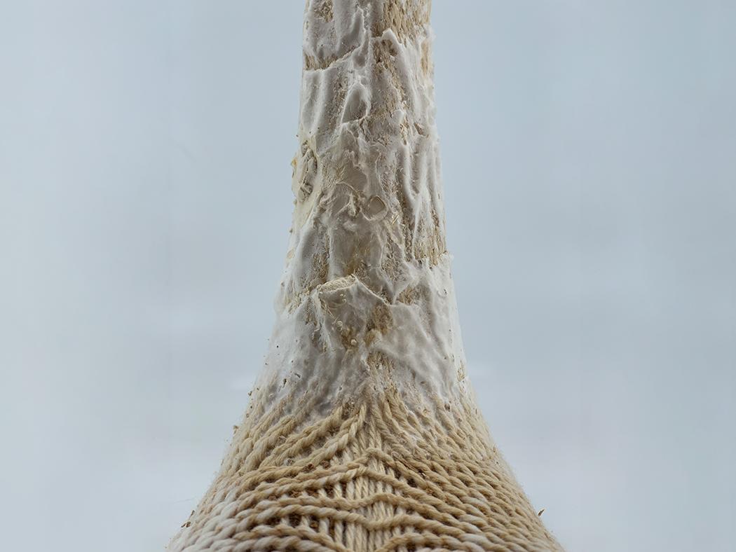 A closeup view of the MycoKnit tube on which the mycelium-based composite is growing.