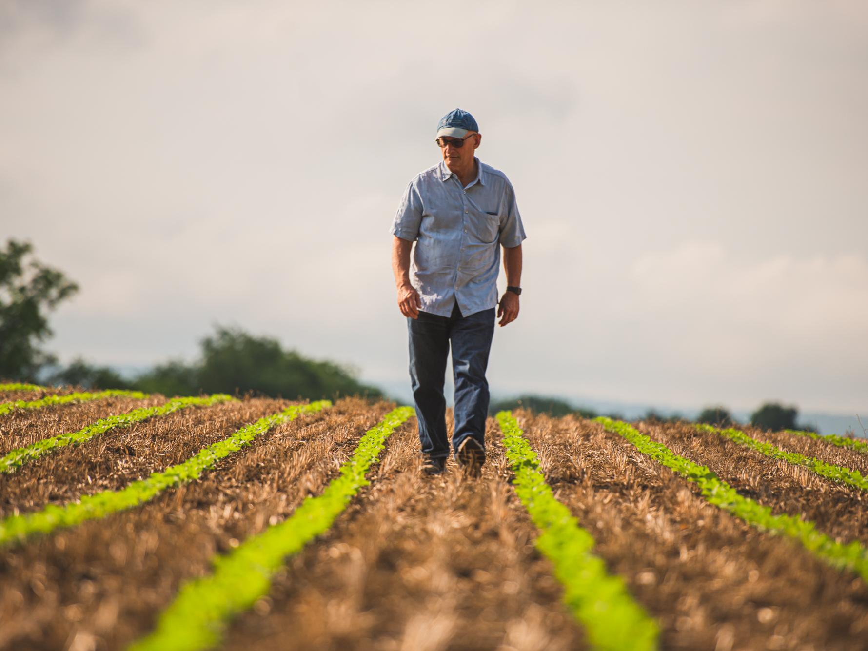 Richard Roush, dean of the College of Agricultural Sciences, walks between two rows of planted crops in a field