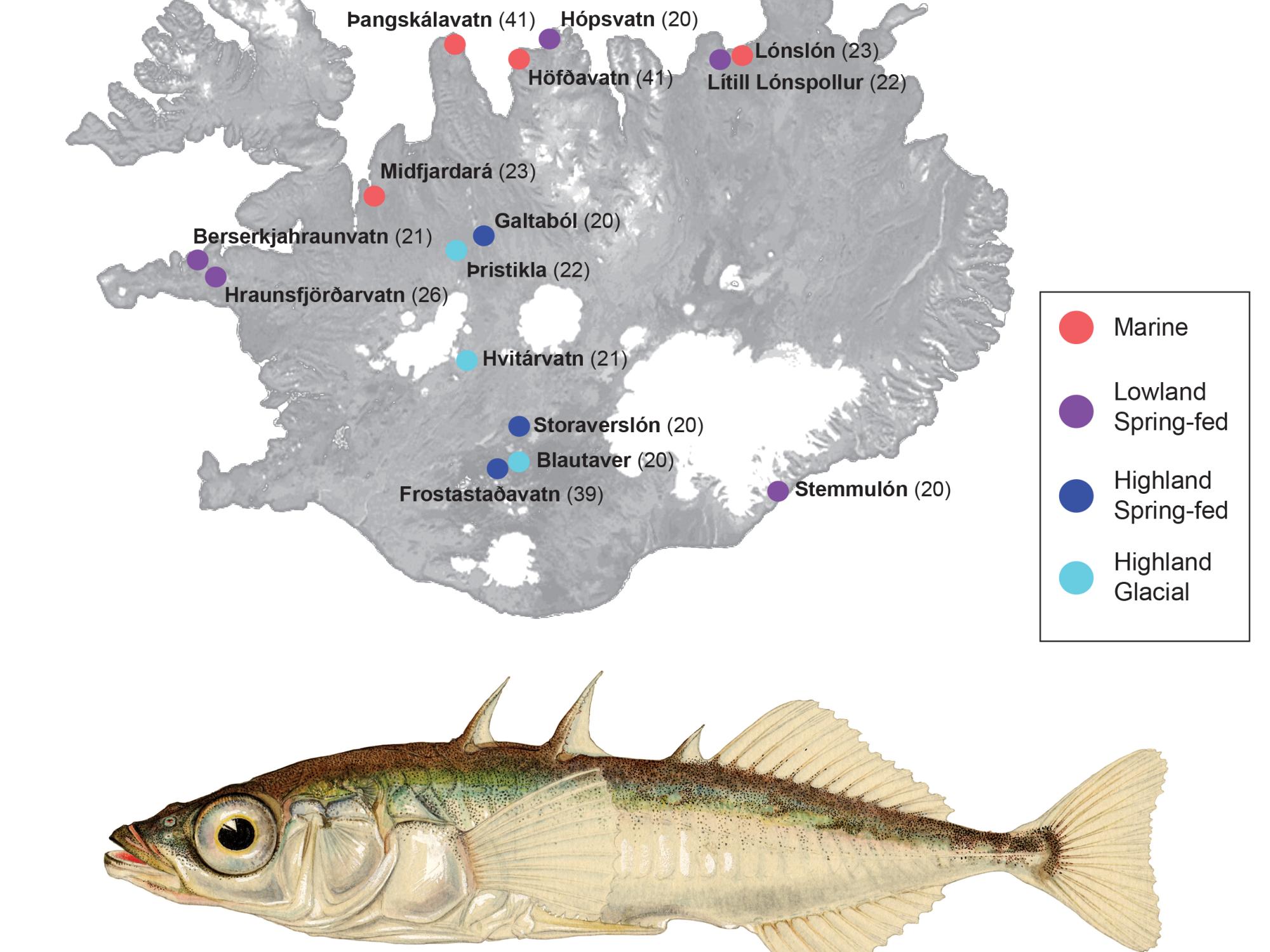 map, fish 