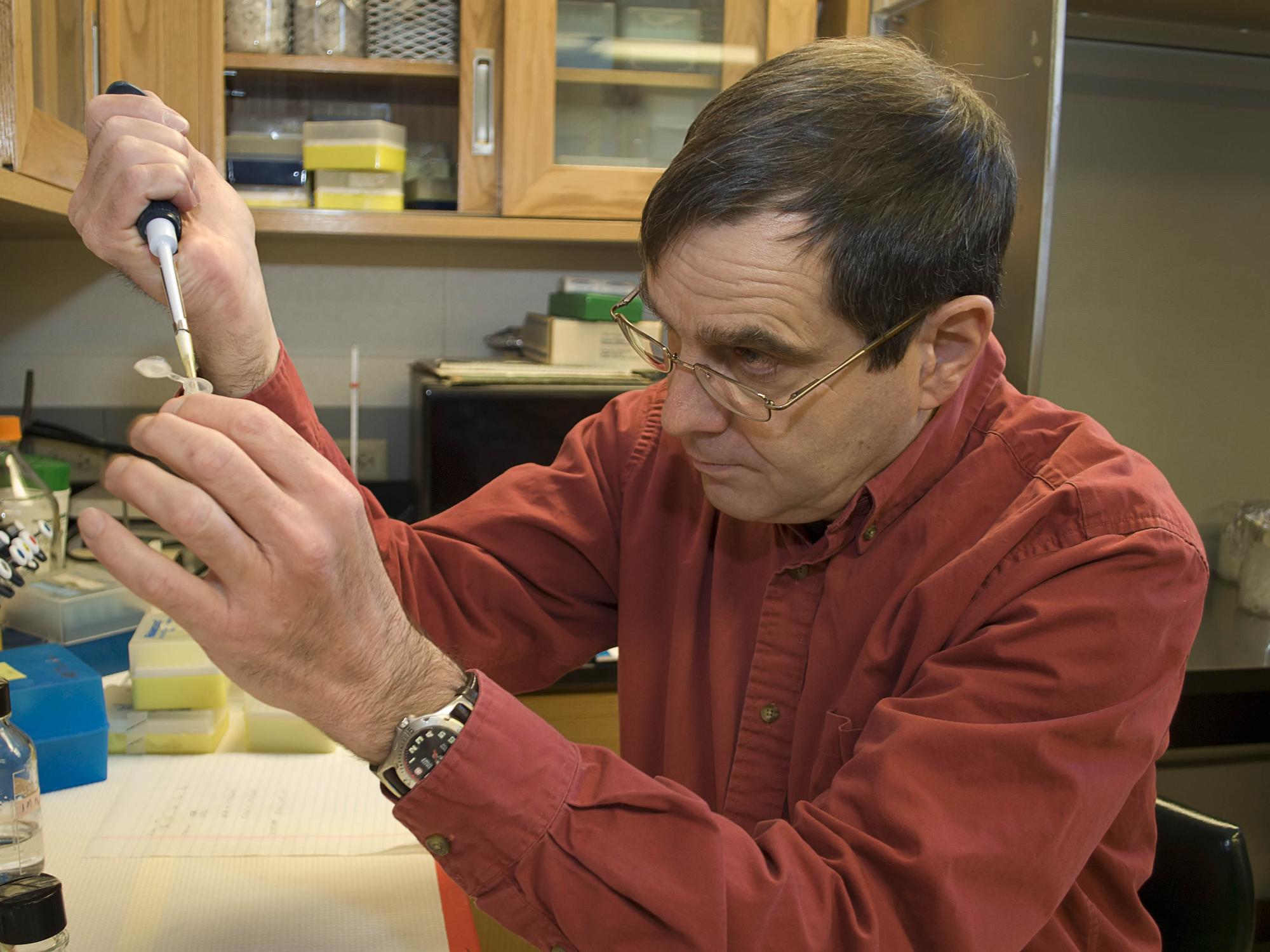 Michael Campbell, distinguished professor of biology at Penn State Behrend, works in the lab.