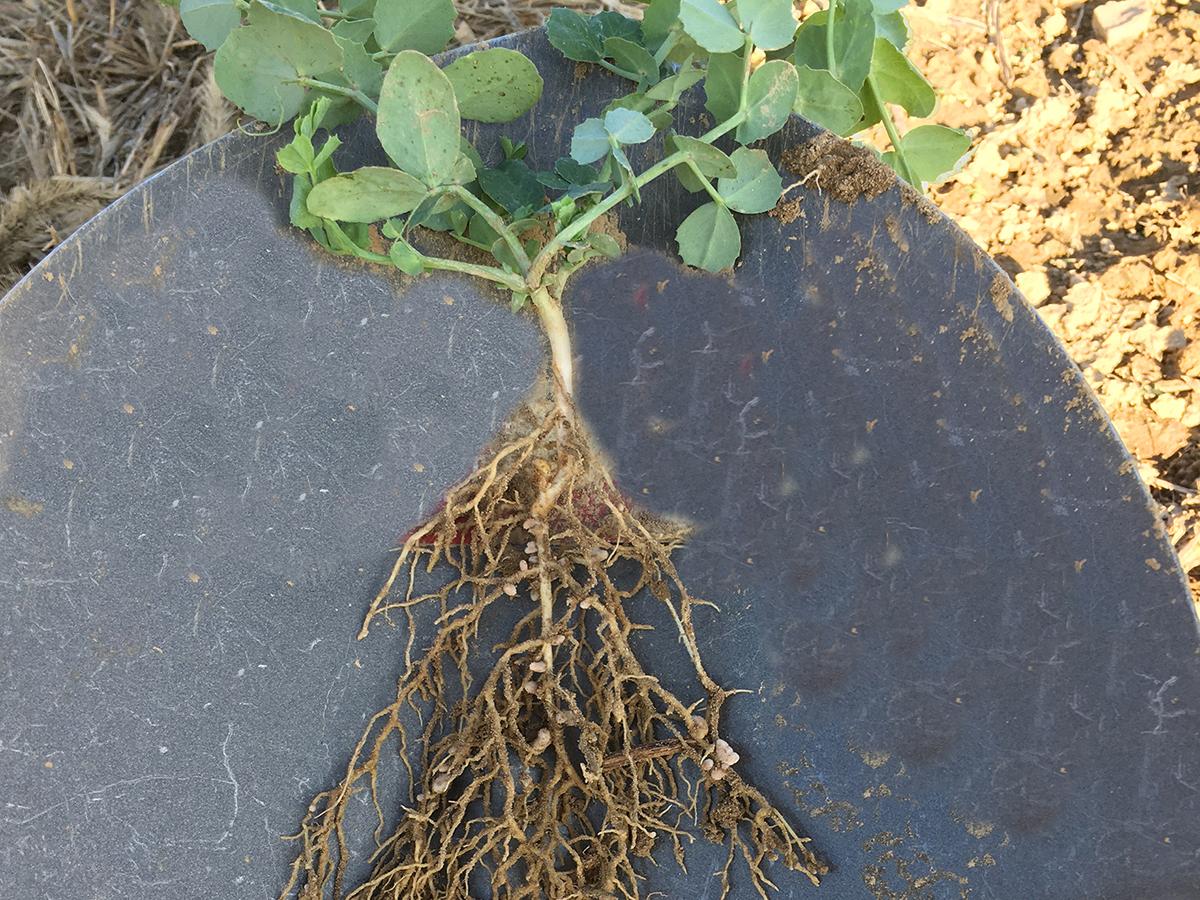 root on a shovel