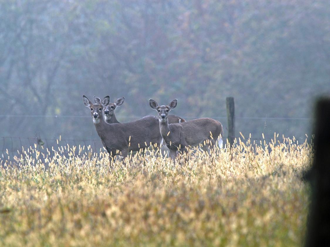 female deer in field