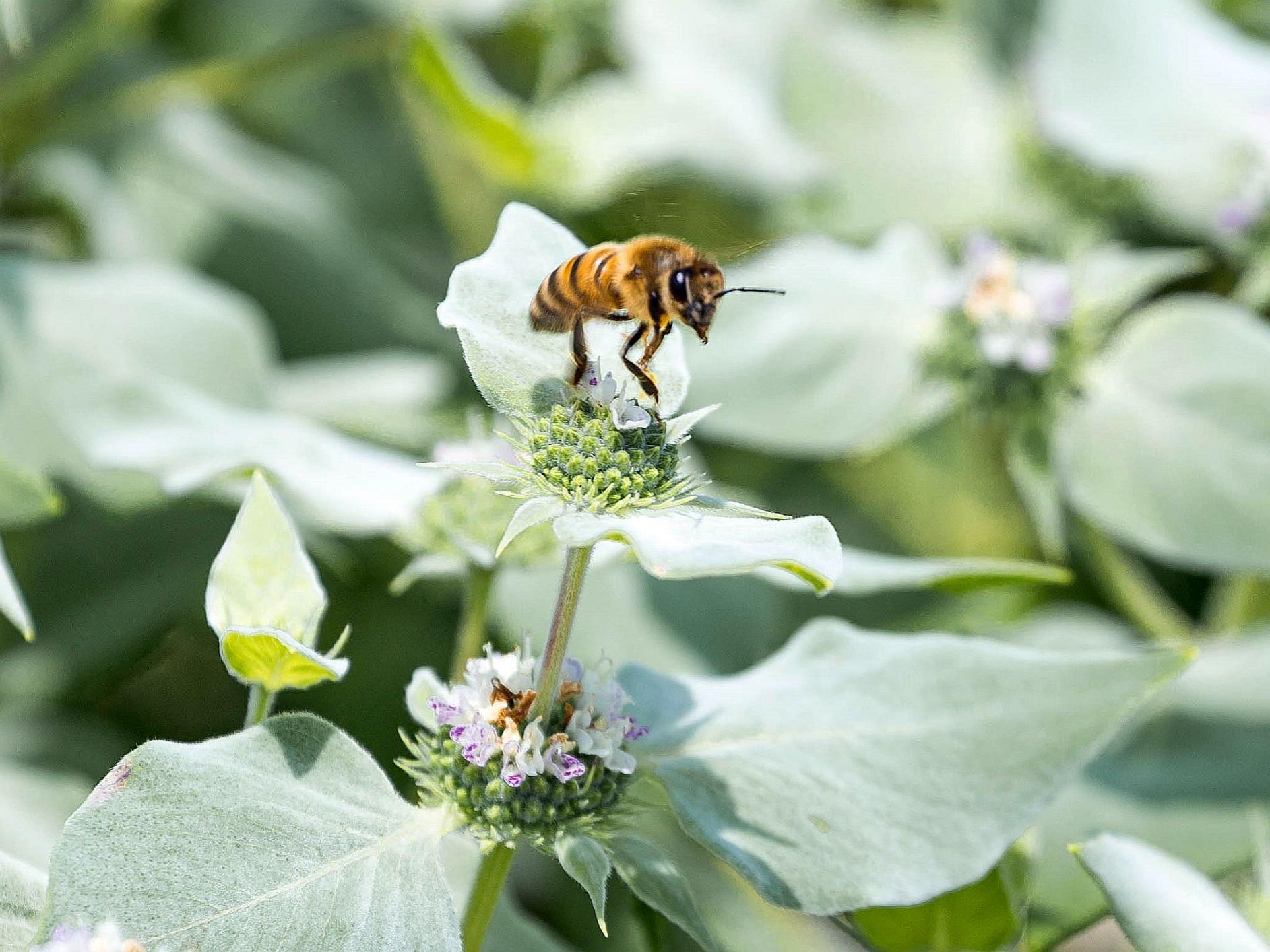 A honey bee leaves a flower