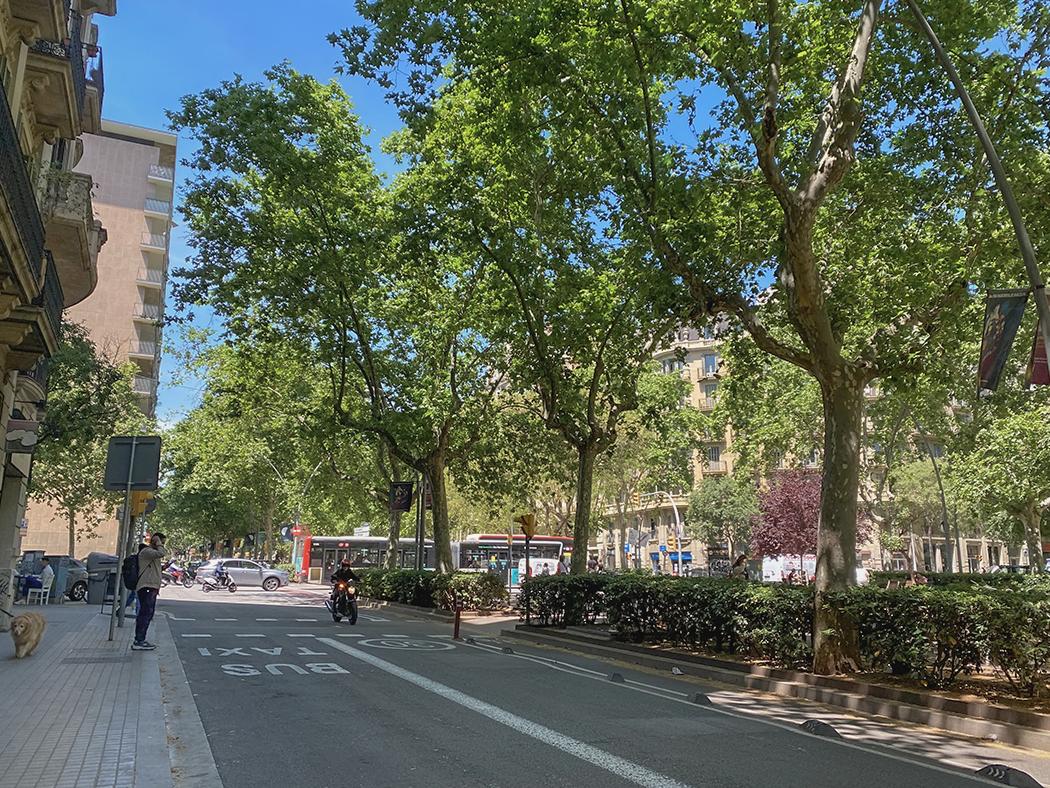 An image of a street in Barcelona, Spain with a bus/taxi lane, and a bicycle lane with trees planted in the median. 