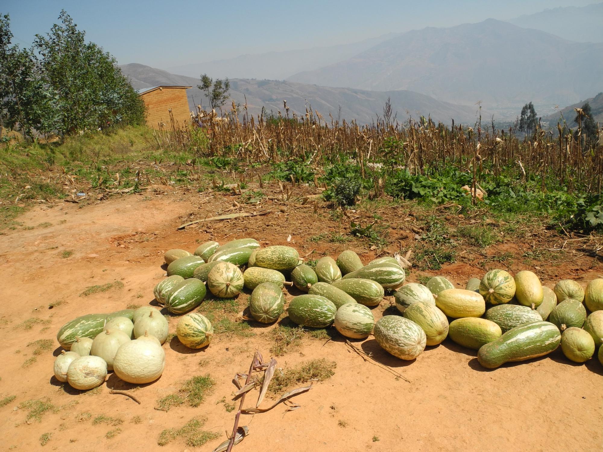 Andean squash, with a dry maize field and mountains in the background