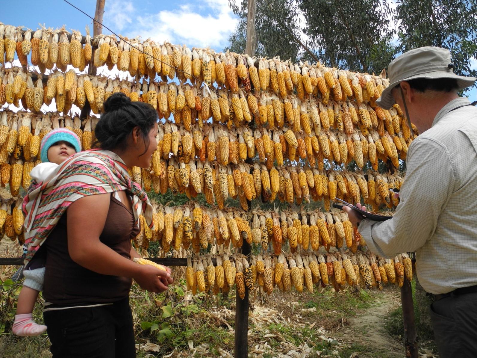 A woman with a baby and a man look at maize hanging on racks.