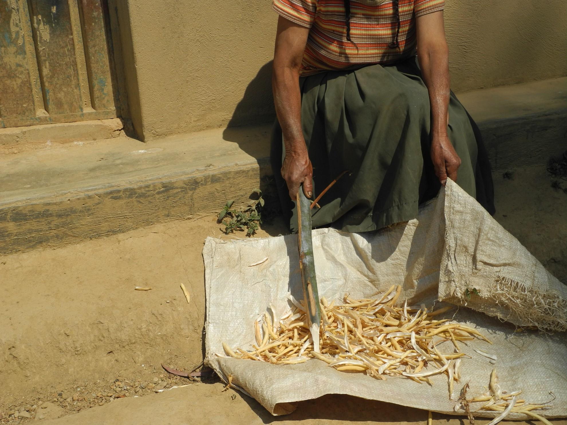 A woman uses an indigenous tool to thresh Andean common beans.