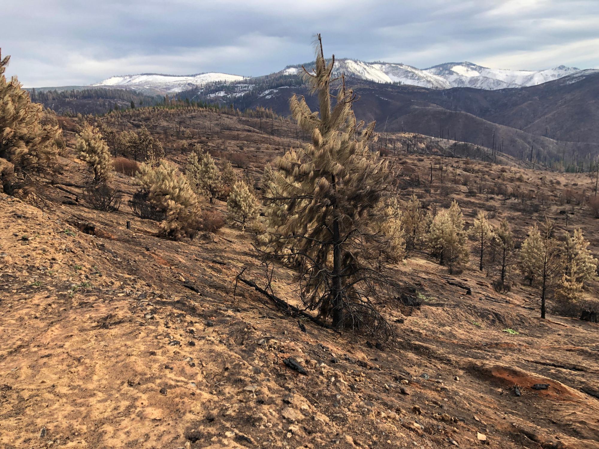 Blackened trees and a burnt mountainside