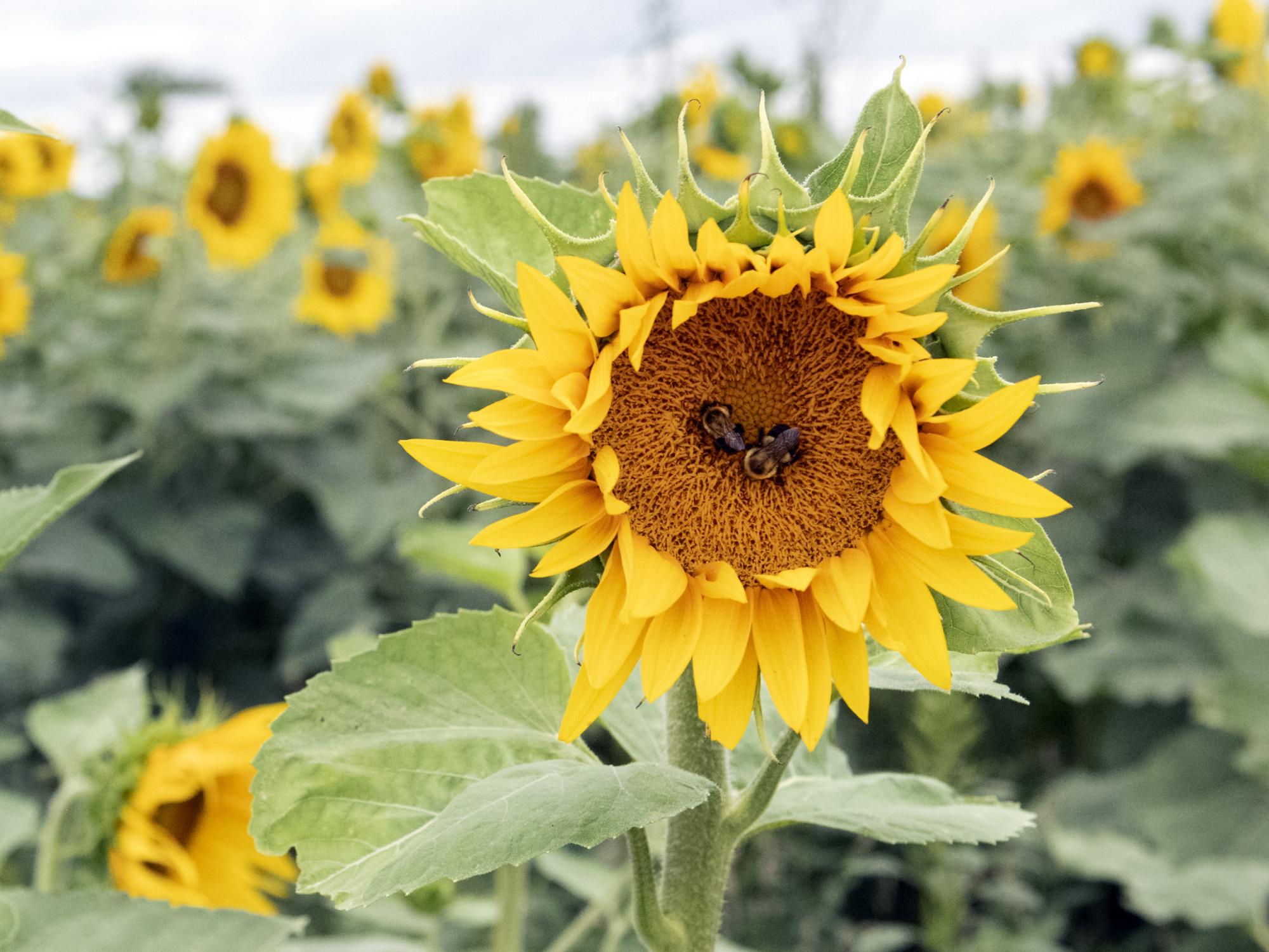 sunflower field at Ag Progress