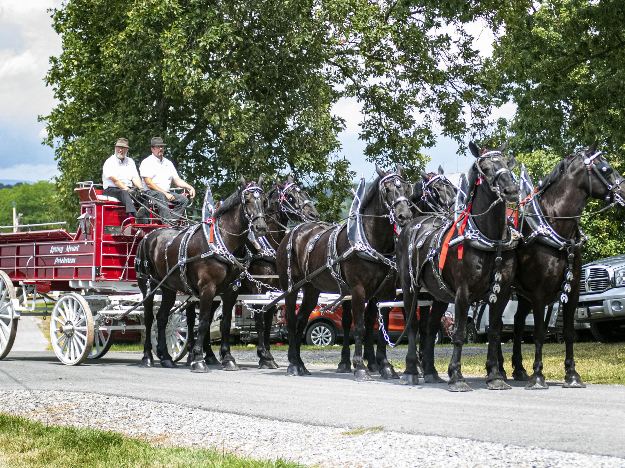 Spring Mount Percheron Draft horses
