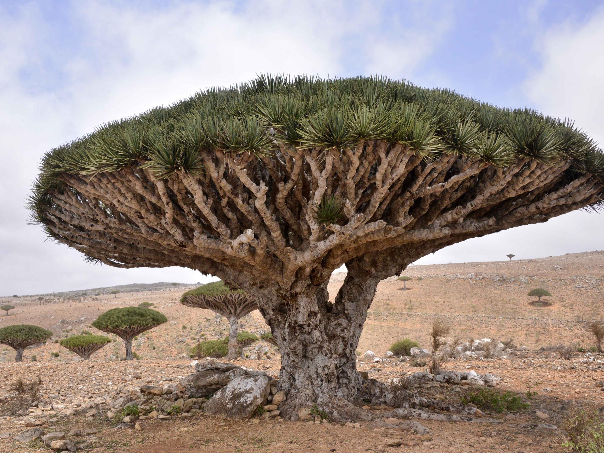 Giant broad branching tree with mushroom shape sits in desert