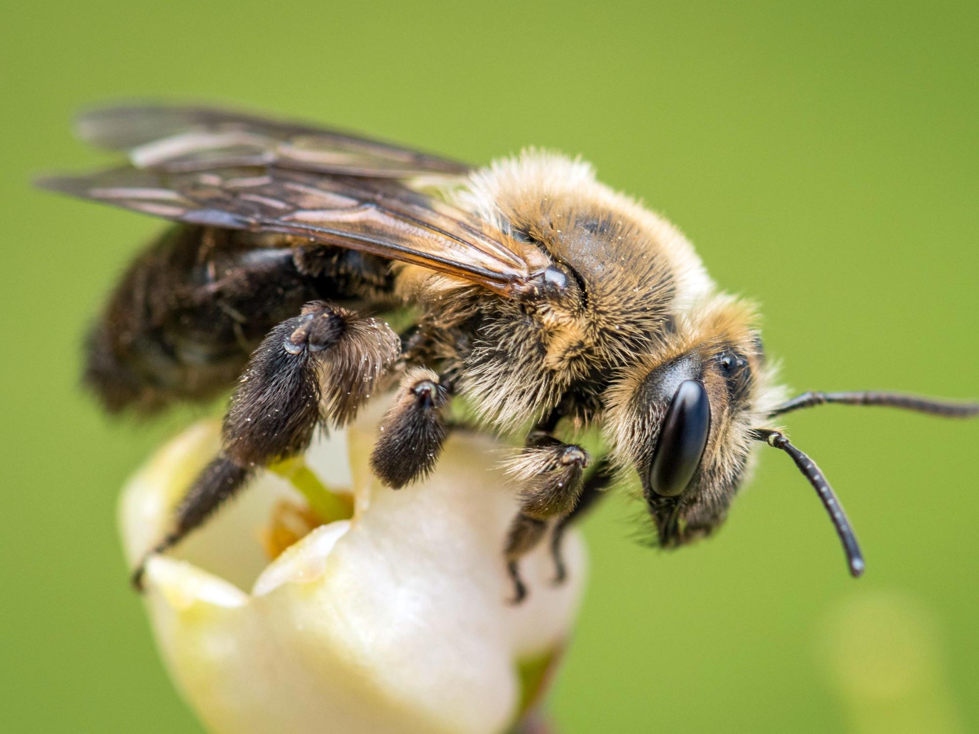 Mining bee (Andrena sp.) on blueberry flower