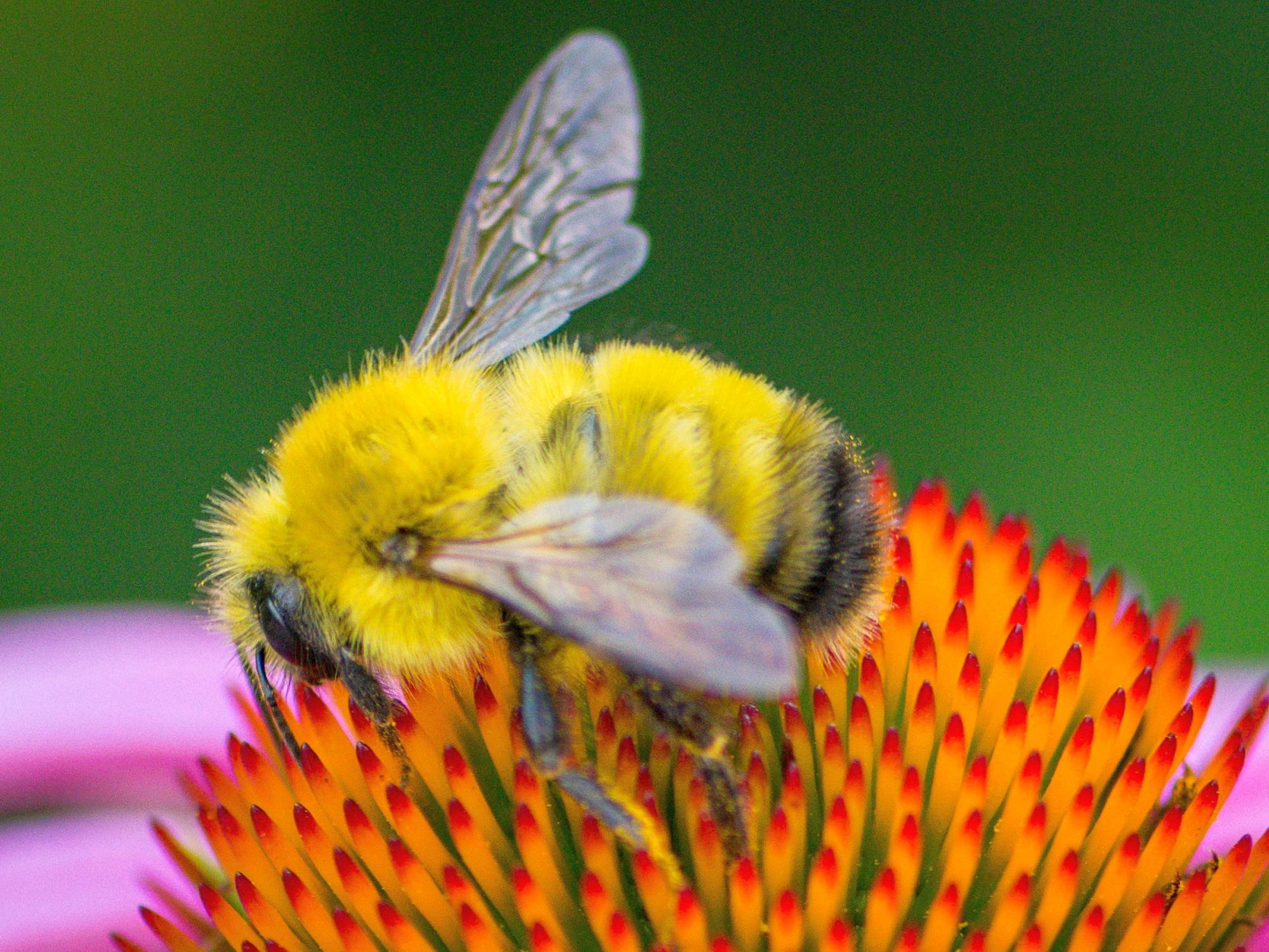 Perplexing bumble bee (Bombus perplexus) on purple coneflower