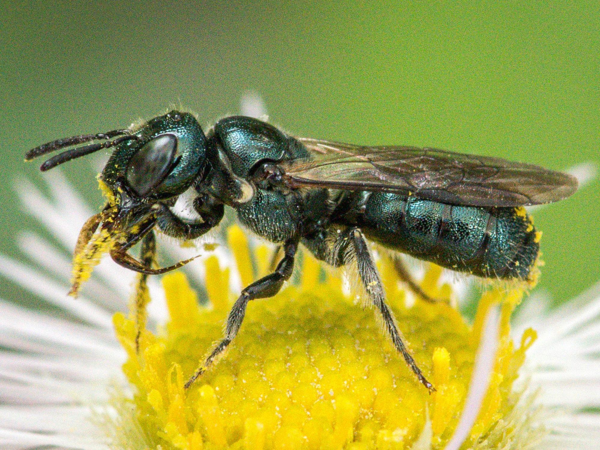 Small carpenter bee (Ceratina sp.)