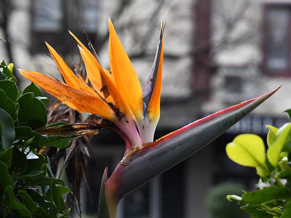 Orange and pink Bird of Paradise plant