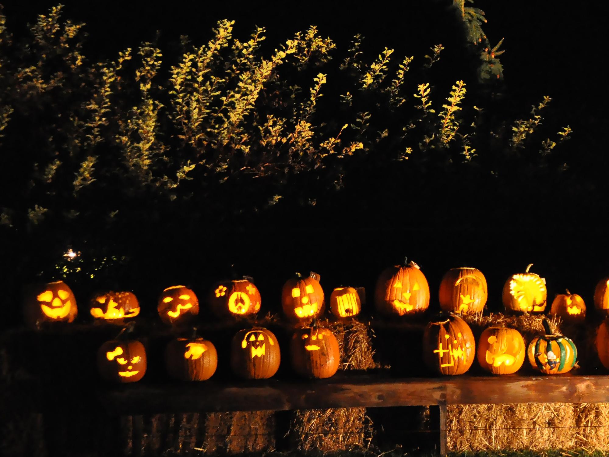 Rows of lighted jack-o'-lanterns