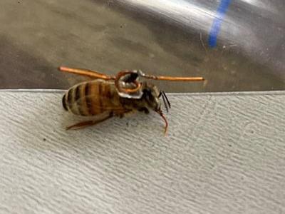 Honey bee fitted with radar transponder
