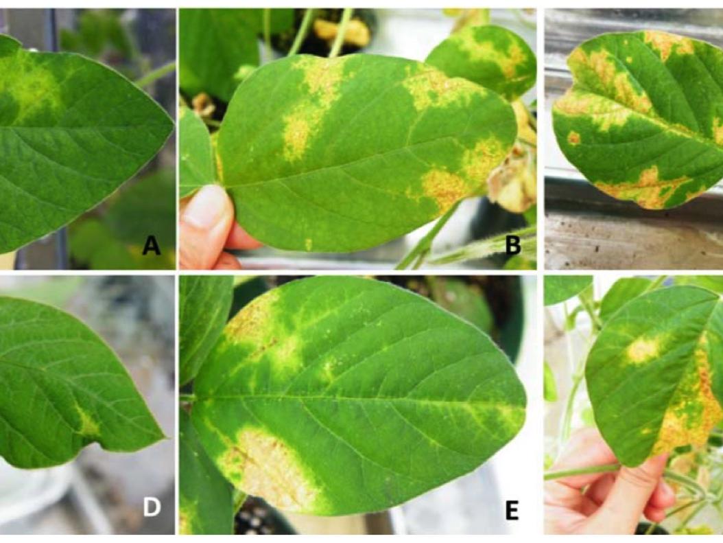 Image comprised of six progressional photos showing symptoms in plants of SVNV