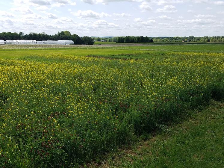 flowering canola