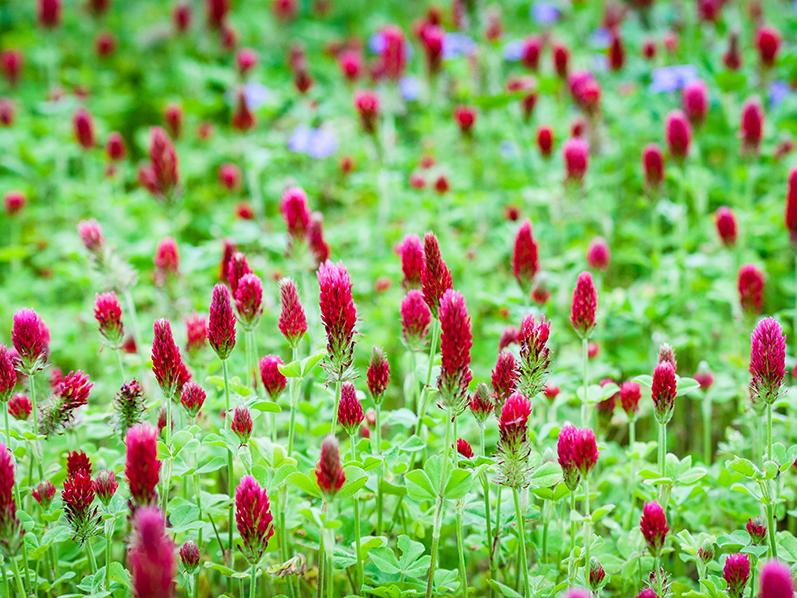 colorful legume