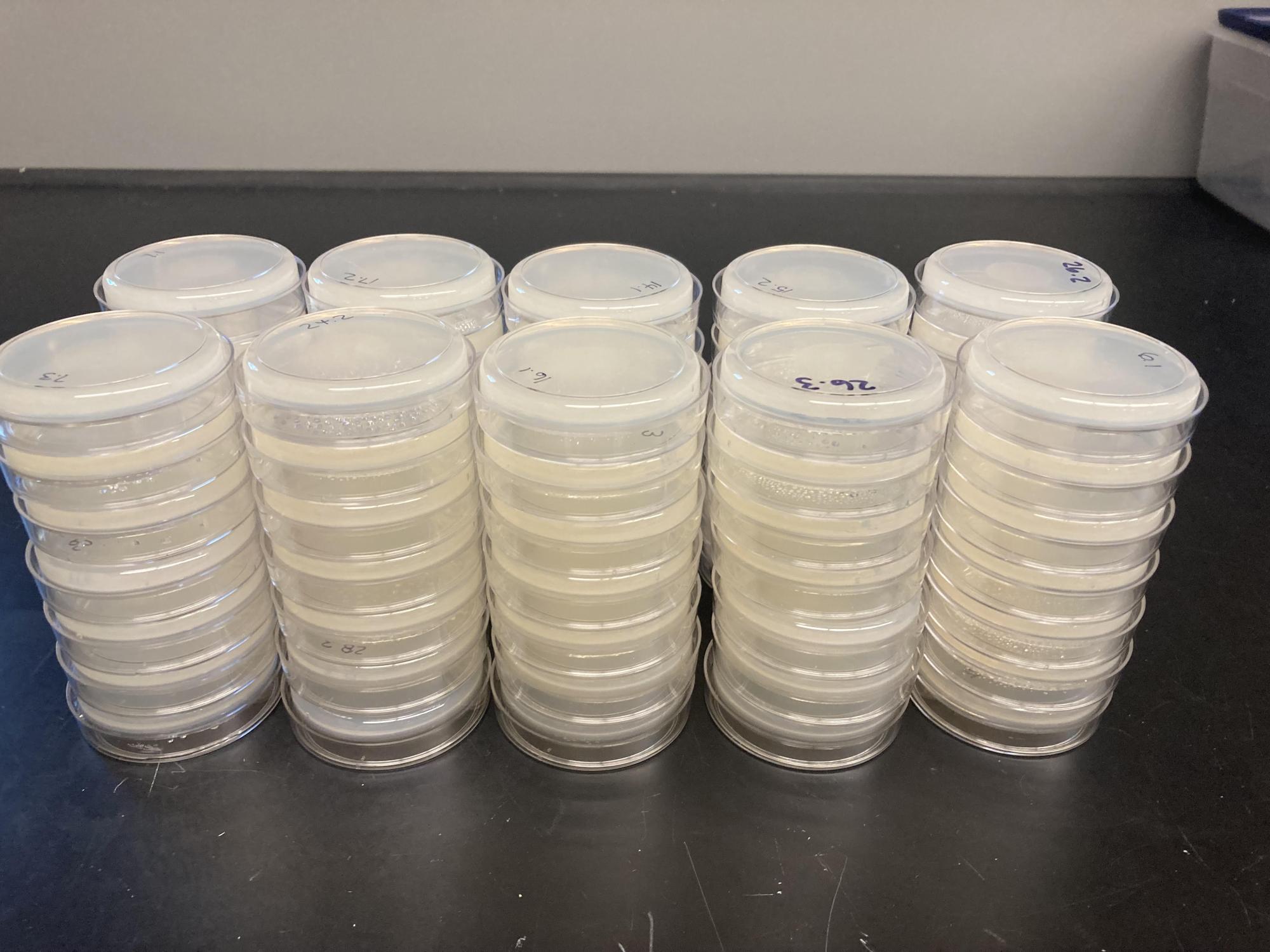 Stacks of petri dishes