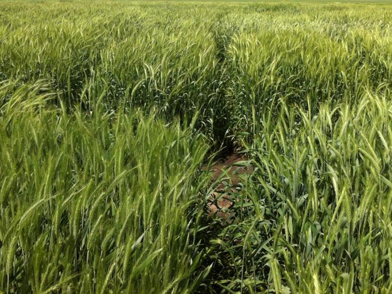cover crop