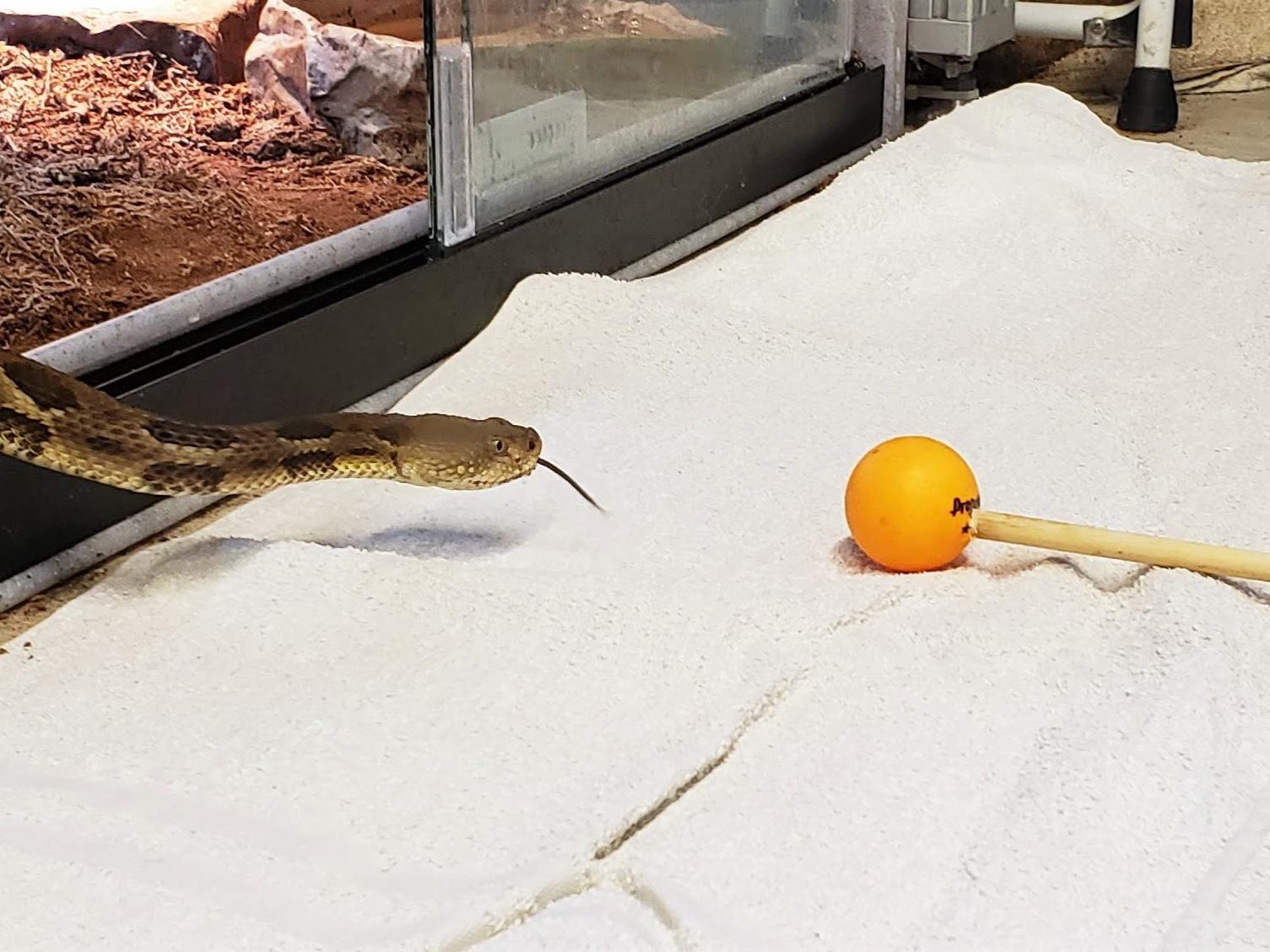 Rattlesnake with tongue out follows orange ball on pole