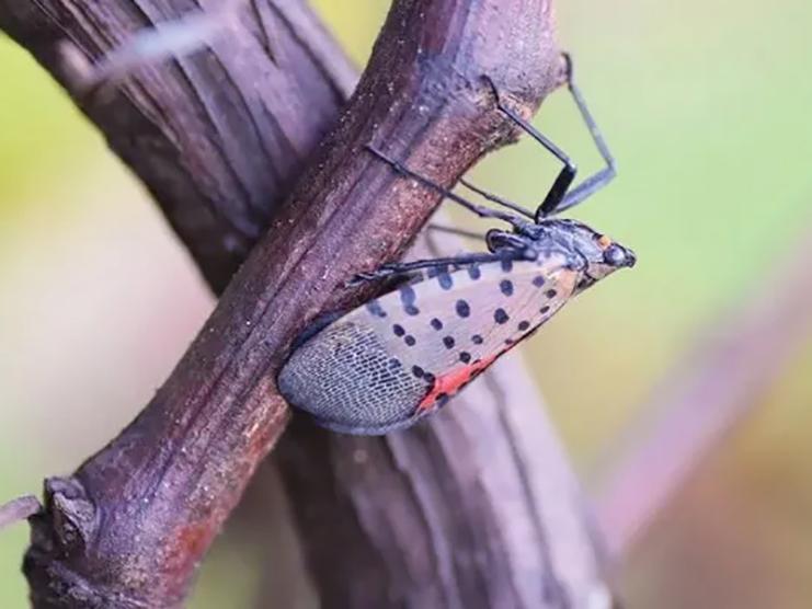 single lanternfly