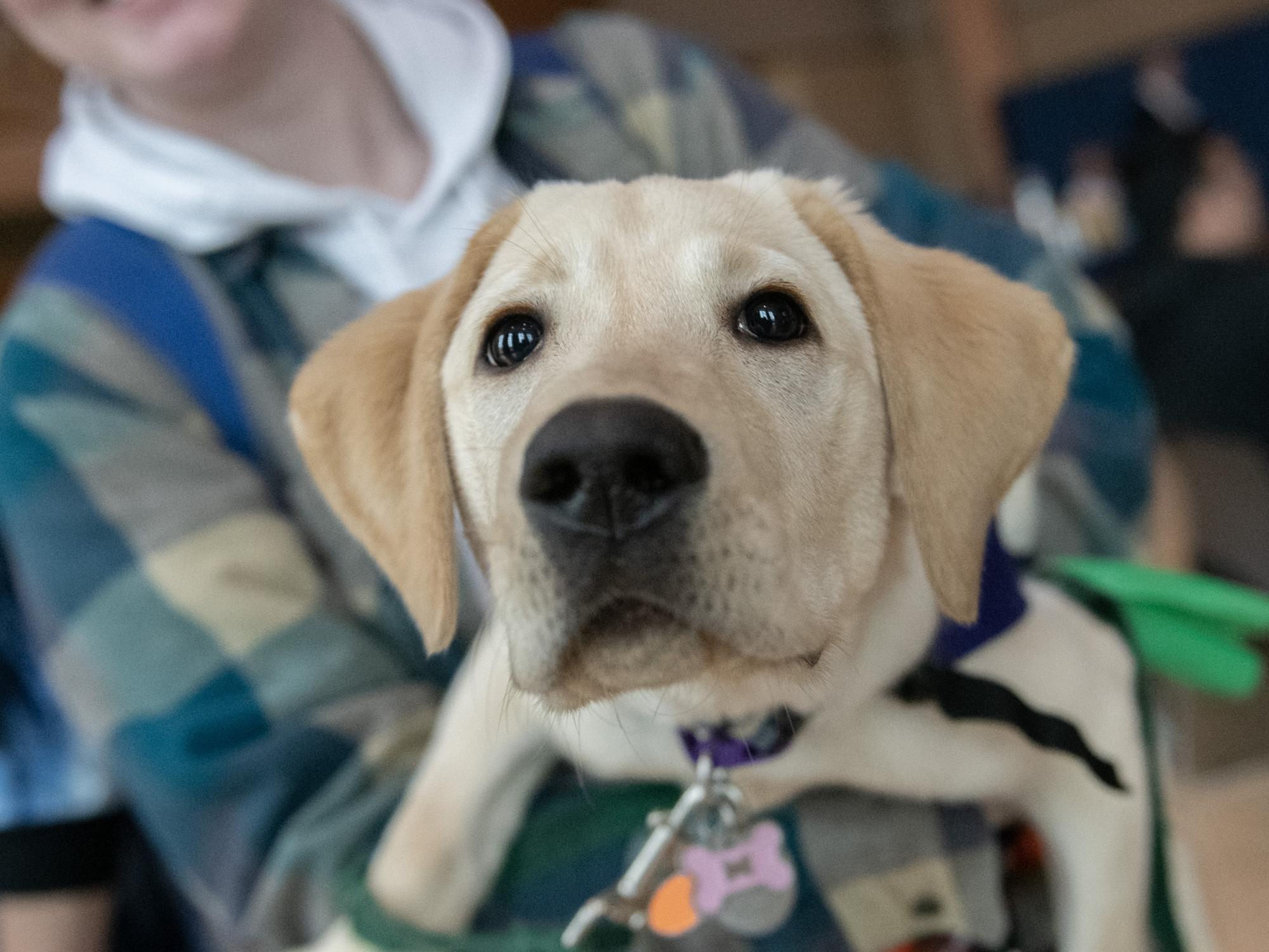 Roxie-Susquehanna Service Dog
