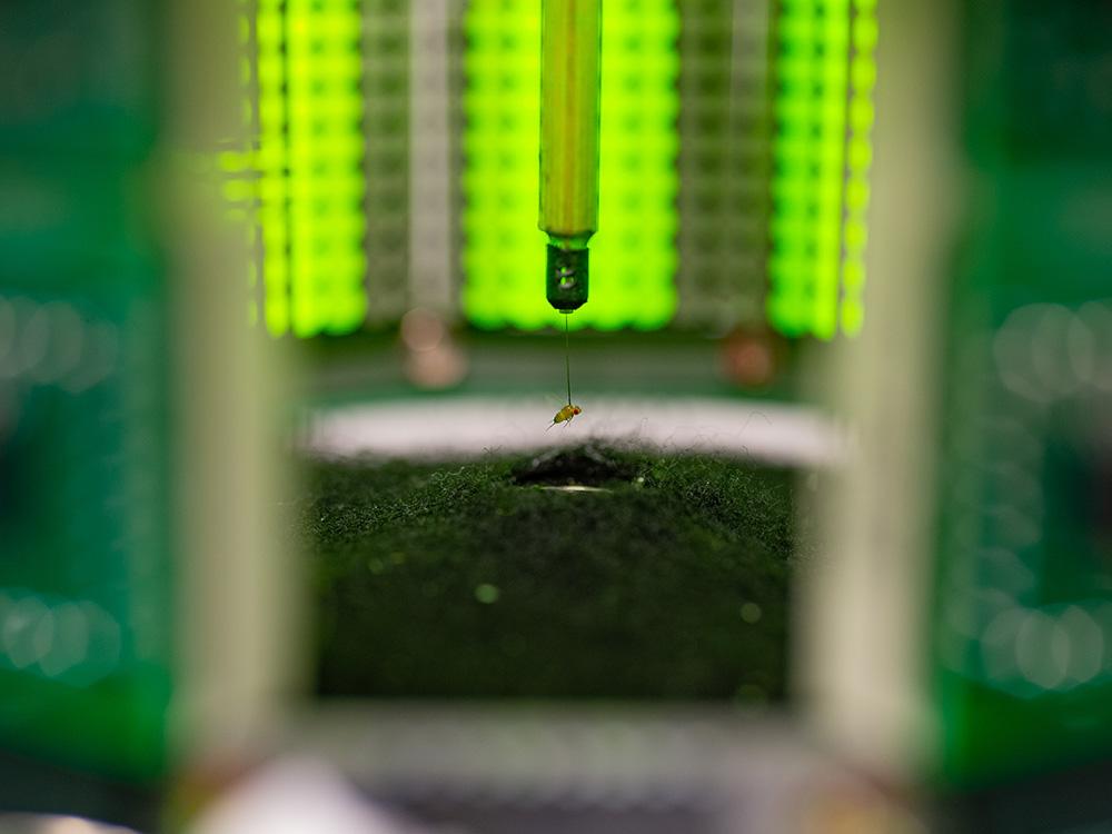 A fruit fly suspended by a pin is surrounded by a green ring of lights.