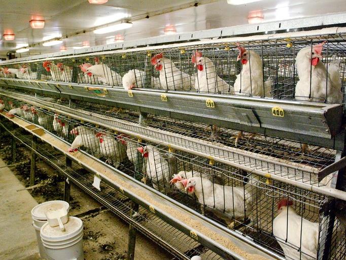 chickens in cages