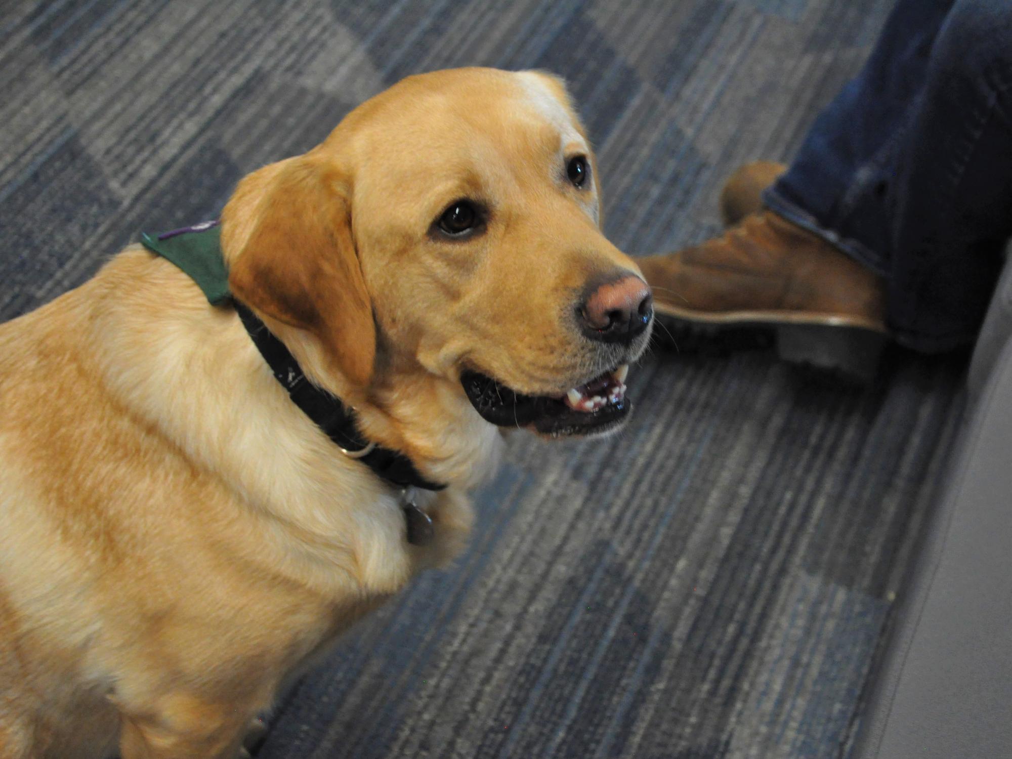 Podrick, le chien vétéran de l'établissement étudiant, est assis aux pieds de l'étudiant et sourit à son profil