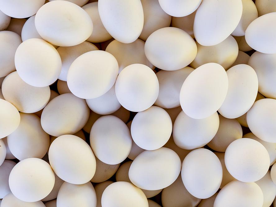 lots of white eggs