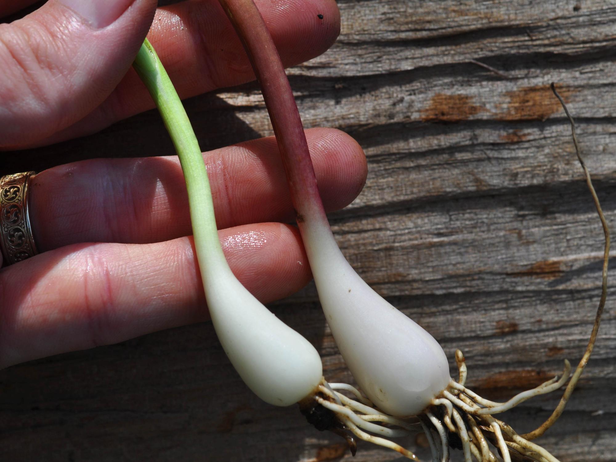 forest onions