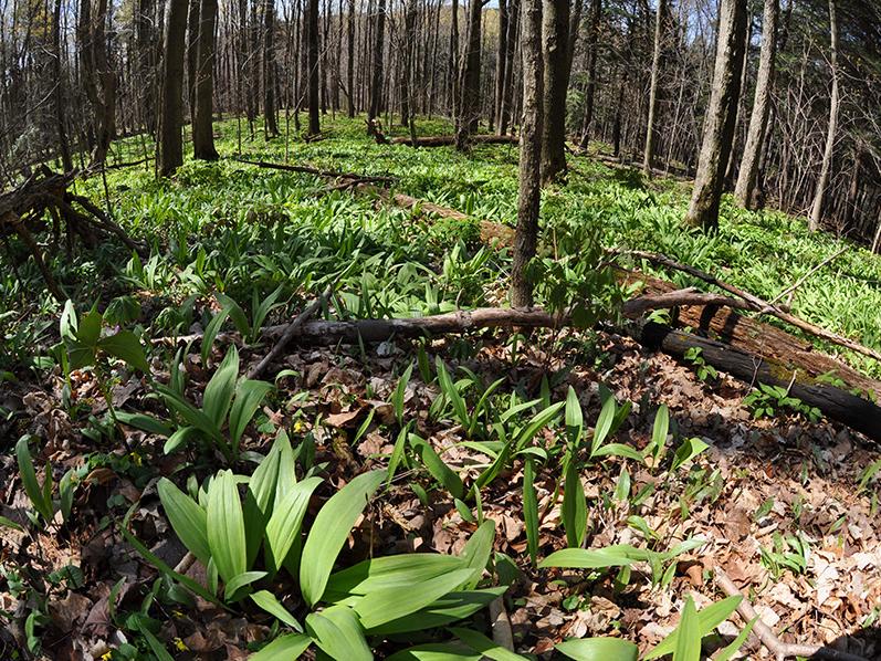 patches of wild onions