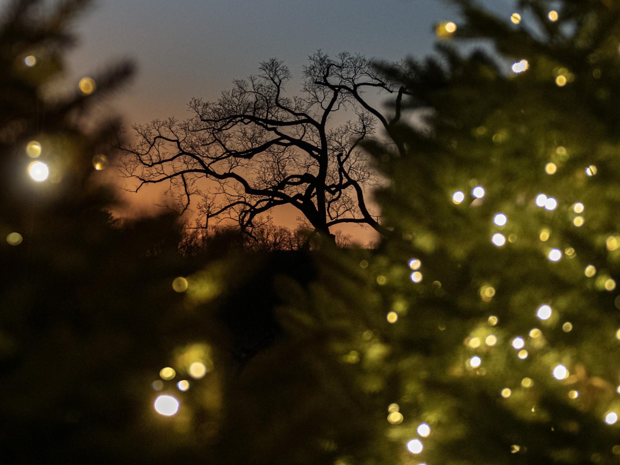 Arboretum during winter lights celebration