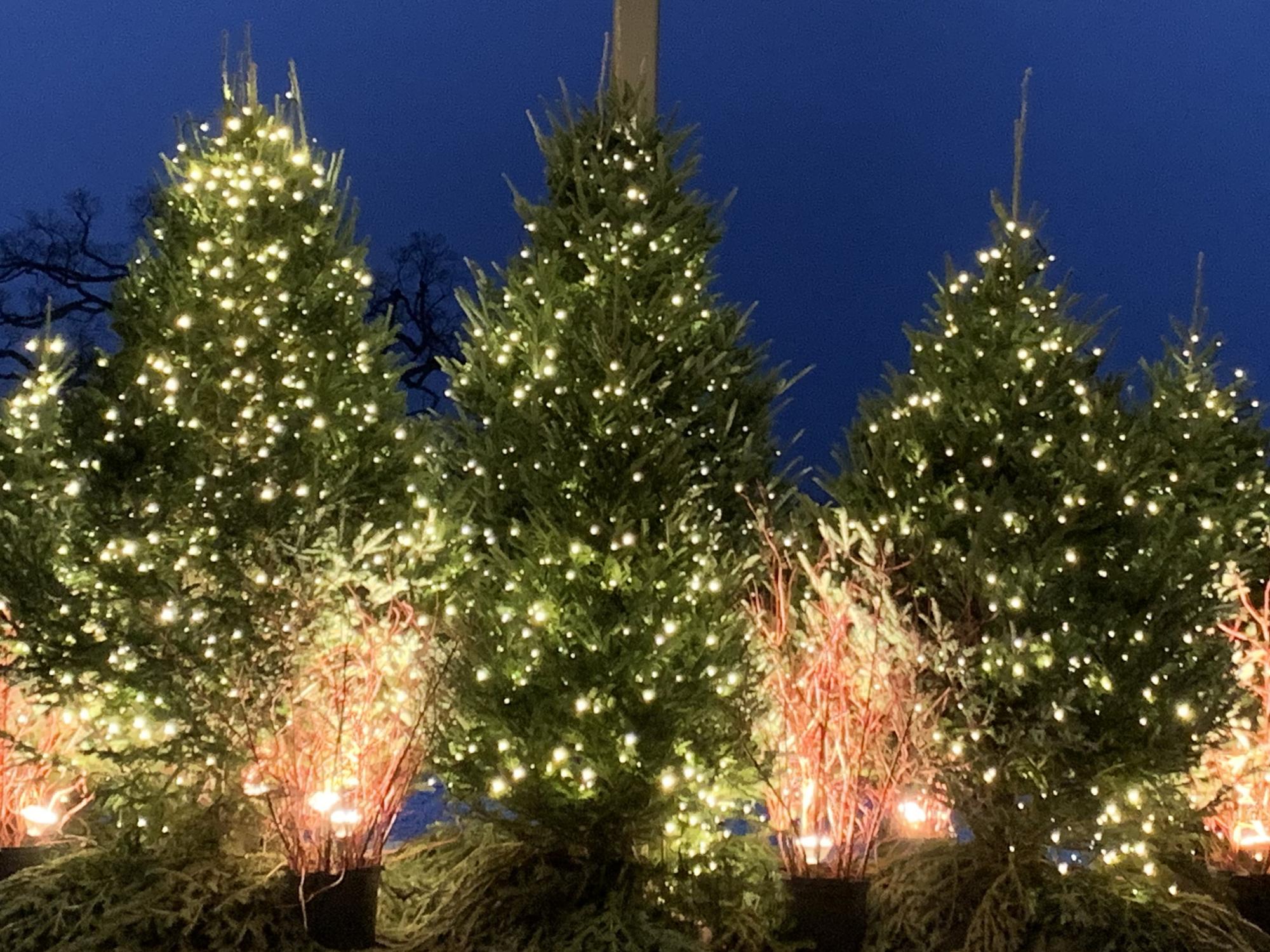 Trees decorated with holiday lights