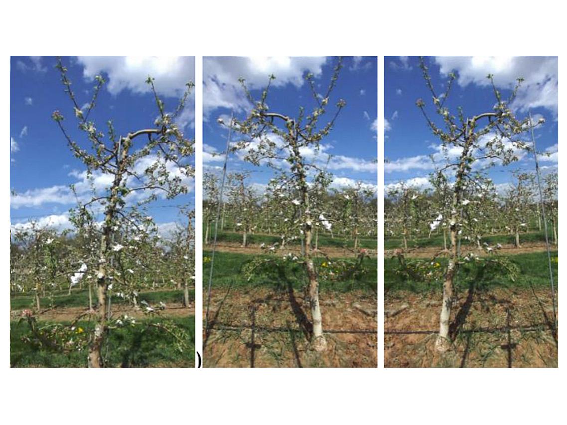 three small apple trees in bloom